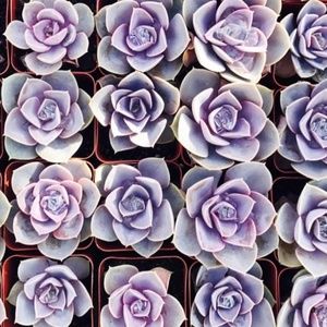 Meet your Posher, Brie